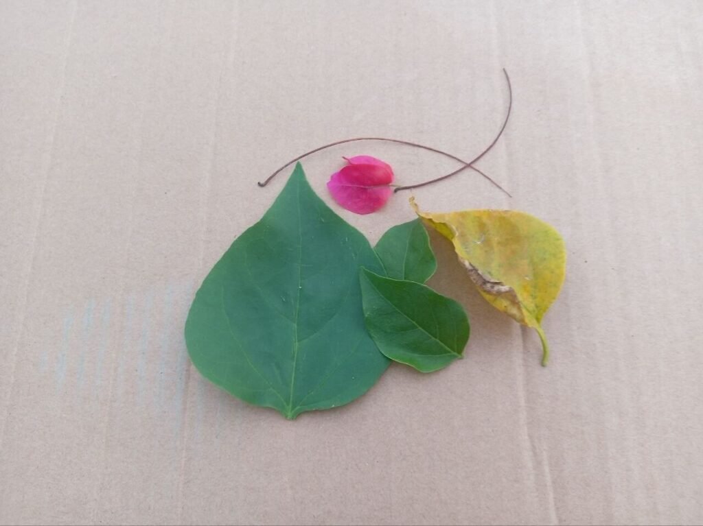 Collection of materials for leaf crafts including a large green heart-shaped leaf, smaller pointed leaves, pink and yellow petals, and dried grass on cardboard.