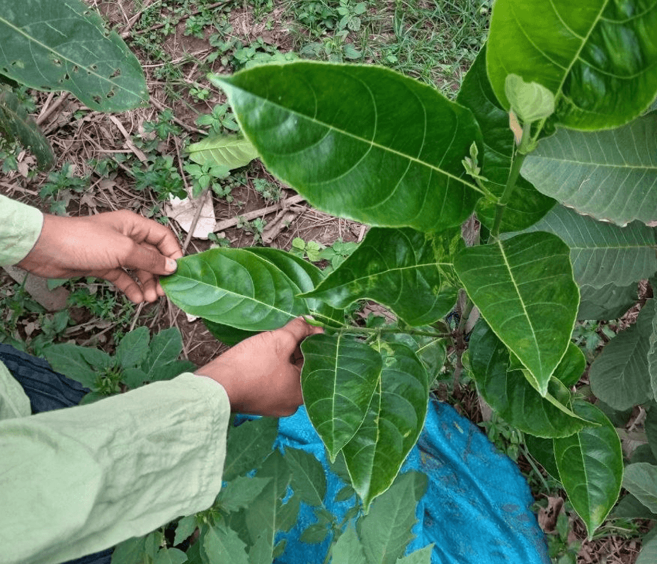 Child's hands picking a fresh, green leaf from a backyard tree for a nature craft.