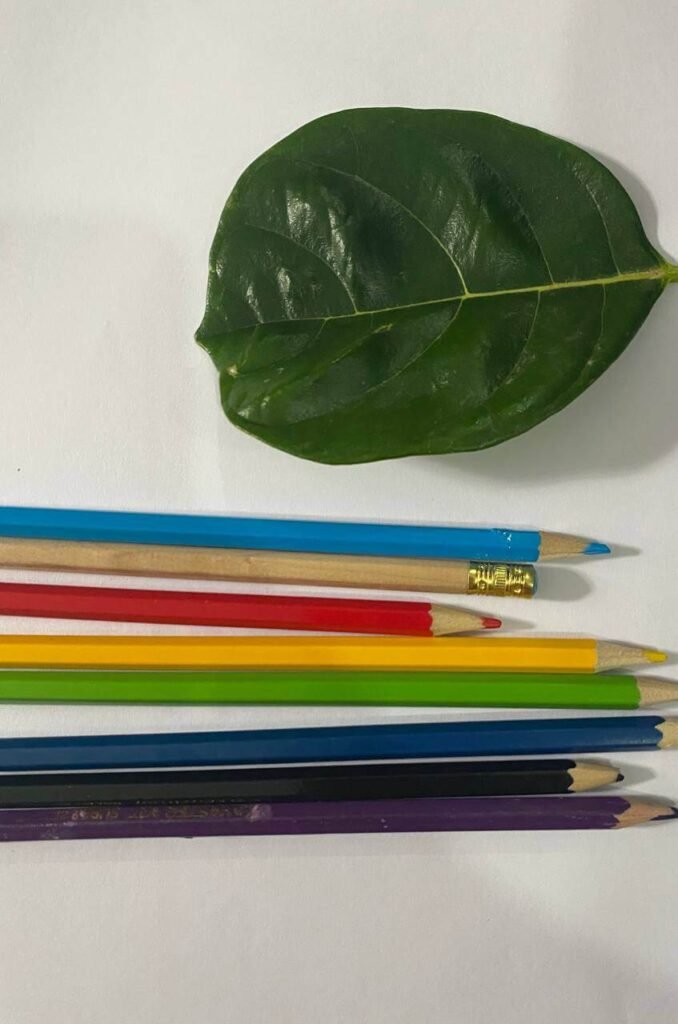 A green leaf and a row of colorful colored pencils laid out on a piece of white paper.